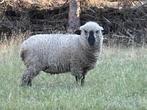 schapen, Dieren en Toebehoren, Schapen, Geiten en Varkens, Meerdere dieren, Schaap, 0 tot 2 jaar