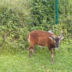 soay schaap, Dieren en Toebehoren, Mannelijk, Schaap, 0 tot 2 jaar