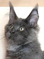 Laatste Maine Coon Blue Smoke katertje met stamboom, Meerdere dieren, Gechipt, 0 tot 2 jaar