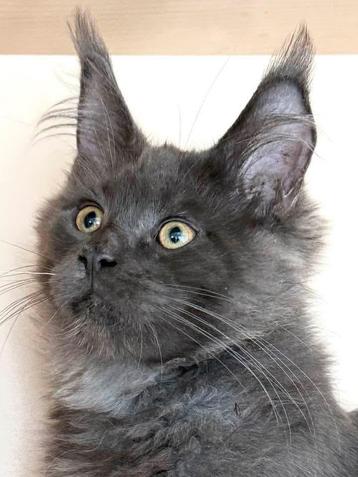 Laatste Maine Coon Blue Smoke katertje met stamboom  beschikbaar voor biedingen