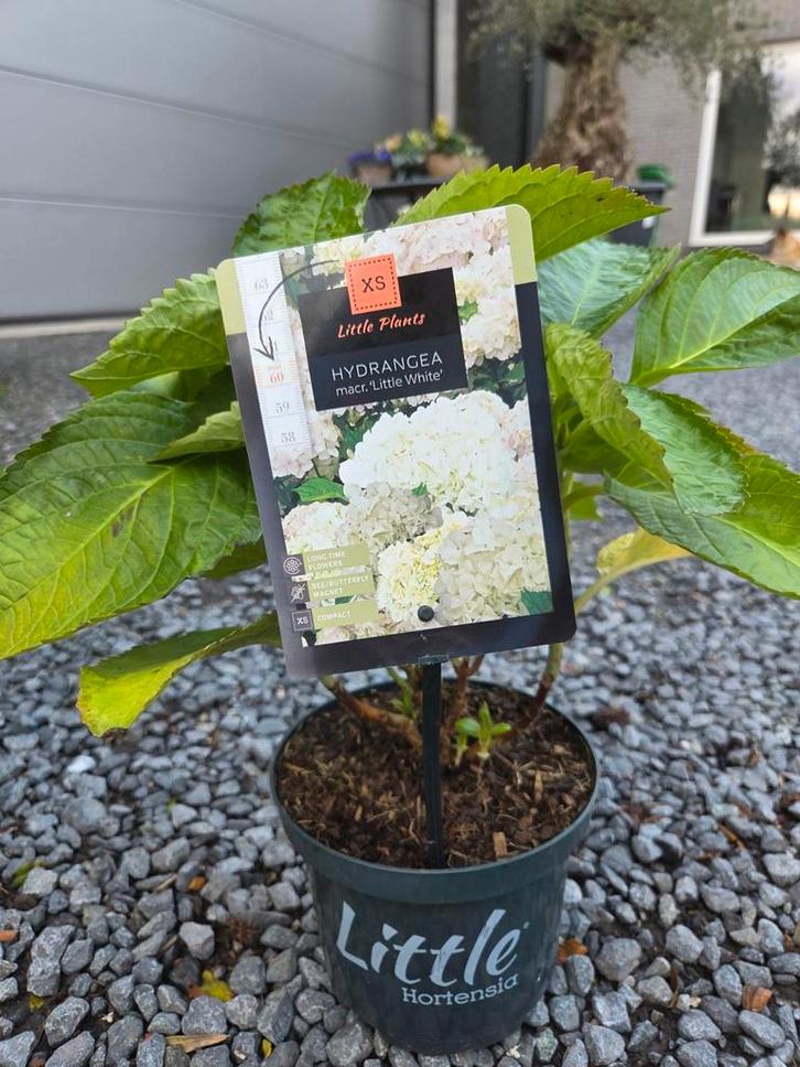 Hydrangea Macrophylla wit, Tuin en Terras, Planten | Fruitbomen, Ophalen