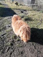 mini shetland hengst 12 jaar, schofthoogte 65cm, Dieren en Toebehoren, Hengst
