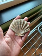 Fossiele Pecten schelp uit Antwerpen (België), Ophalen of Verzenden