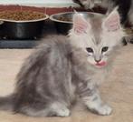 Chaton maine coon née à Bruxelles 03.01.2025, Animaux & Accessoires, Chats & Chatons | Chats de race | Poil long, Chat, Vermifugé