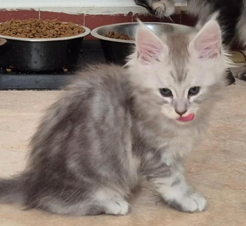 Maine Coon kitten geboren in Brussel 03.01.2025, Dieren en Toebehoren, Katten en Kittens | Raskatten | Langhaar, Kater, 0 tot 2 jaar