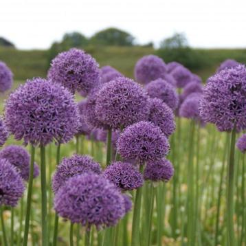 Allium 'Gladiator'  REUZE SIERUI   beschikbaar voor biedingen