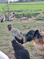 Haan: Kruising Aya Cemani, Dieren en Toebehoren