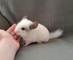 Super lief "White ebony rpac" baby bokje, heel handtam!, Dieren en Toebehoren, Chinchilla, April, Mannelijk, Tam