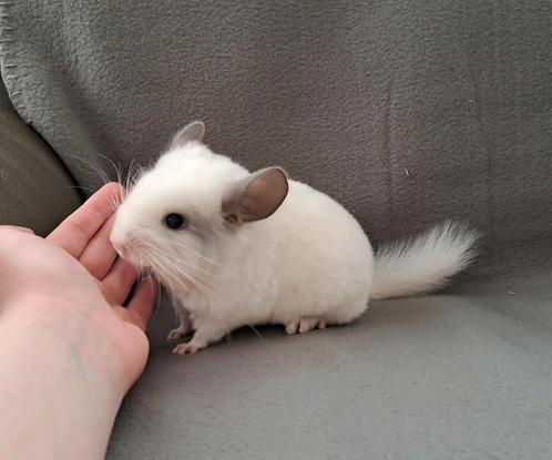 Super lief "White ebony rpac" baby bokje, heel handtam!, Dieren en Toebehoren, Knaagdieren, Mannelijk, Chinchilla, April, Tam