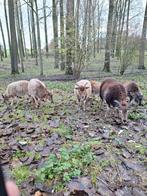 Soay lammetjes, Dieren en Toebehoren