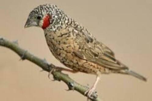 Iisabel bandvink rood en geelband mannen en poppen, Dieren en Toebehoren, Vogels | Overige Vogels