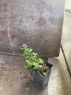 Cotoneaster dammeri P9, Tuin en Terras, Planten | Tuinplanten, Ophalen, Lente, Vaste plant, Bodembedekkers