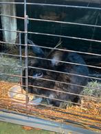 Konijn met hok, Dieren en Toebehoren, Konijnen, Klein, 3 tot 5 jaar