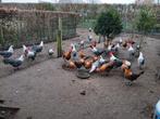 Campines / Kempens hoen legkippen, Dieren en Toebehoren, Meerdere dieren, Kip