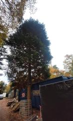 Gratis 2 om te zagen bomen voor brandhout, Ophalen