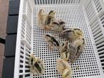 Poussin phoenix, Dieren en Toebehoren, Pluimvee