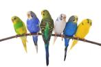 Grasparkieten, onverwant geringd aan 5€, Dieren en Toebehoren, Vogels | Parkieten en Papegaaien, Meerdere dieren, Parkiet, Geringd