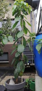 avocado plant, Huis en Inrichting, Kamerplanten, Ophalen, 100 tot 150 cm, Fruitplant, In pot