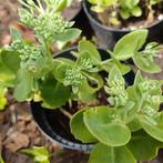 Sedum, Tuin en Terras, Ophalen