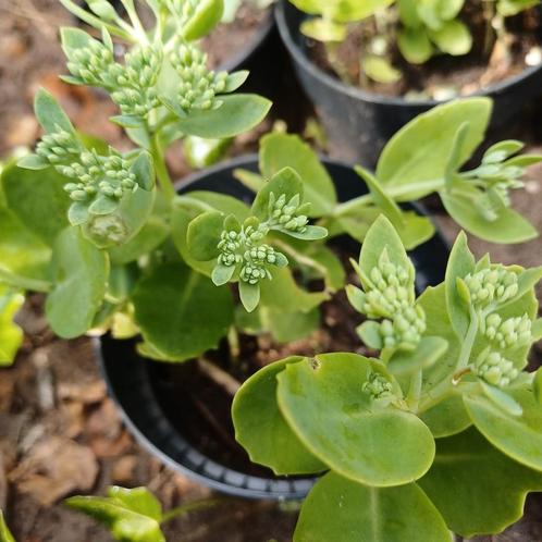 Sedum, Tuin en Terras, Planten | Tuinplanten, Ophalen