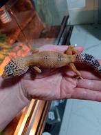 Luipaardgekko, Dieren en Toebehoren