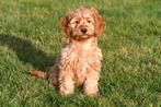 Cockapoo pups te koop, Dieren en Toebehoren, Honden | Niet-rashonden, 15 weken tot 1 jaar, Buitenland, CDV (hondenziekte), Meerdere