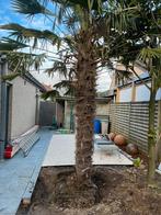 Palmboom (winterhard), Tuin en Terras, Planten | Bomen, 250 tot 400 cm, Ophalen, Palmboom