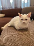 Chaton British Shorthair (Colorpoint), Dieren en Toebehoren, Katten en Kittens | Raskatten | Korthaar, Kater, Gechipt, 0 tot 2 jaar