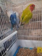 Inséparable, Animaux & Accessoires, Mâle, Perroquet nain ou Inséparable