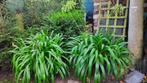 Agapanthus of Afrikaanse lelie, Tuin en Terras, Planten | Tuinplanten, Ophalen, Vaste plant, Overige soorten