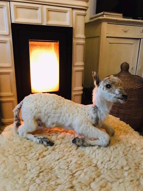 Taxidermie lammetje, Verzamelen, Dierenverzamelingen, Ophalen of Verzenden