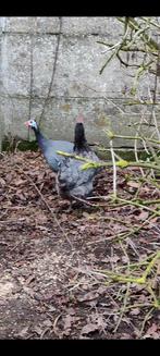 Koppel parelhoen +  jonge parelhoen, Dieren en Toebehoren