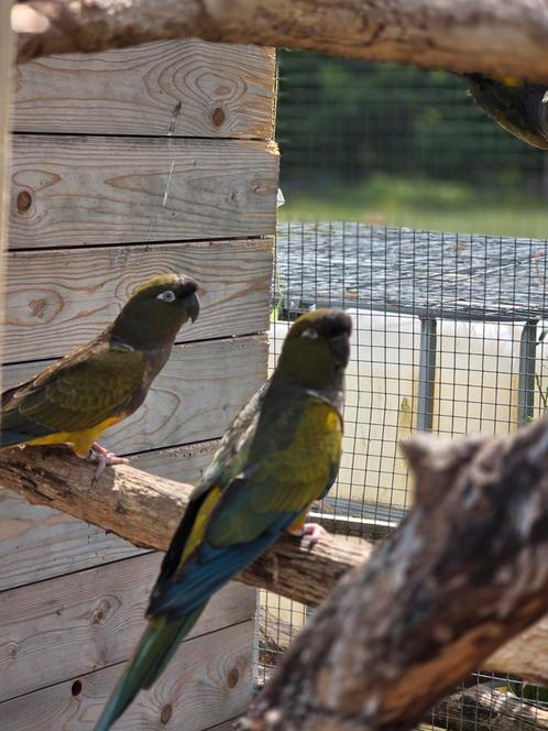 Patagonische rotsparkiet, Dieren en Toebehoren, Vogels | Parkieten en Papegaaien