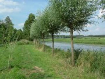 knotwilgen gevraagd en gezocht 30 stuks beschikbaar voor biedingen