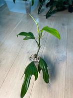 Philodendron Panduriforme, Ophalen of Verzenden