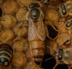 Buckfast F1 koninginnen, Dieren en Toebehoren