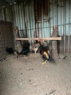 Toom Jonge shamo's, Dieren en Toebehoren, Pluimvee