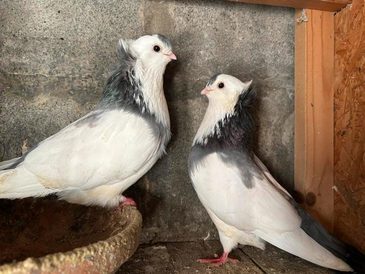 6 koppels Felegyhazers, Dieren en Toebehoren, Vogels | Duiven, Tuimelaar of Roller, Meerdere dieren