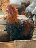 Brahma krulveer haan