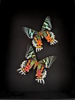 Splendide Envol de papillons Exotiques Urania Ripheus -Cadre, Insecte, Animal empaillé, Enlèvement ou Envoi, Neuf