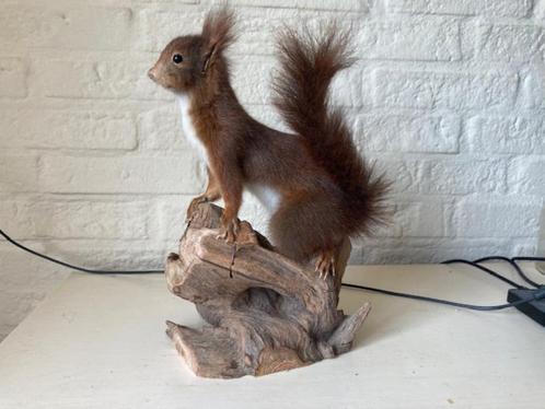 Nouvel écureuil en peluche Très belle scène de taxi ! ! !, Collections, Collections Animaux, Neuf, Animal empaillé, Animal sauvage