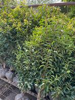 Prunus lusitanica angustifolia kluit, Jardin & Terrasse, Plantes | Arbustes & Haies, Enlèvement ou Envoi