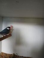 rijsvogels, Dieren en Toebehoren, Vogels | Overige Vogels, Meerdere dieren, Tropenvogel, Geringd