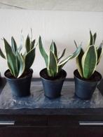 Sanseveria's, Huis en Inrichting, Kamerplanten, Overige soorten, Minder dan 100 cm, In pot, Ophalen