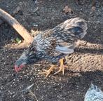 Wyandotte haan, Dieren en Toebehoren