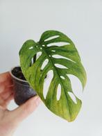 Monstera Laniata Mottled, Overige soorten, In pot, Minder dan 100 cm, Groene kamerplant