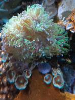 5 koppen Euphilia, Dieren en Toebehoren, Vissen | Aquaria en Toebehoren, Ophalen