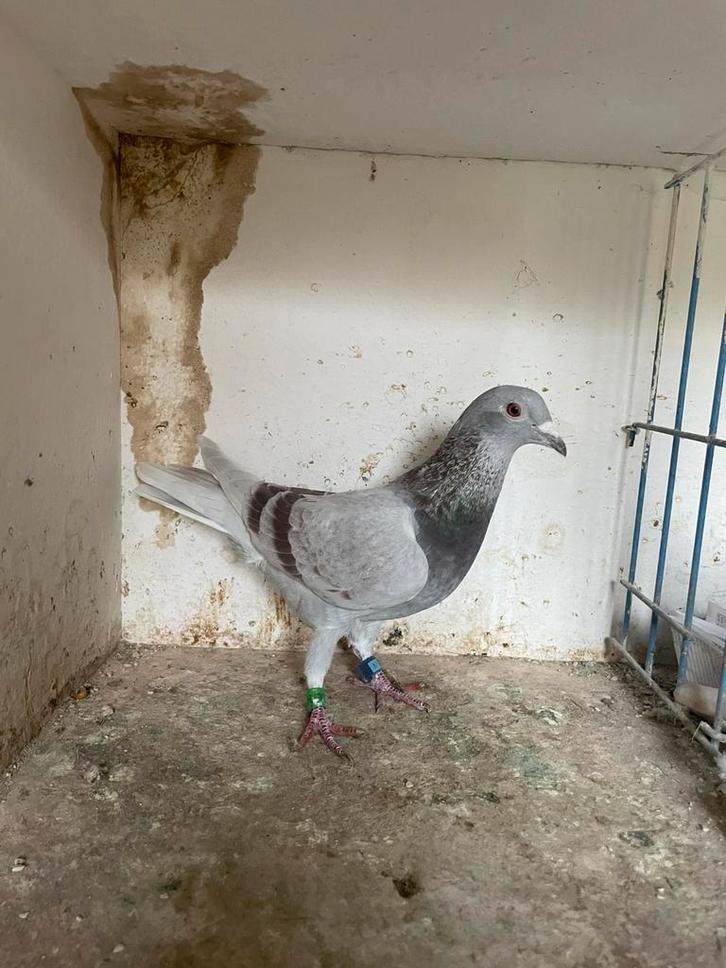 Pigeons voyageurs avec ticket de propriété, Animaux & Accessoires, Volatiles | Accessoires, Enlèvement ou Envoi