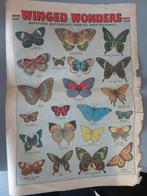 oude poster blz uit magazine Winged Wonders Vlinders, Enlèvement ou Envoi, Comme neuf, Animal et Nature
