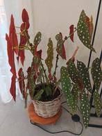 Zeer mooie, grote begonia polkadot (stippenbegonia), Enlèvement